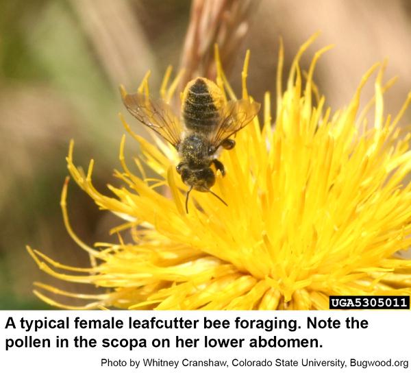 Female leafcutter bees are efficient pollinators.
